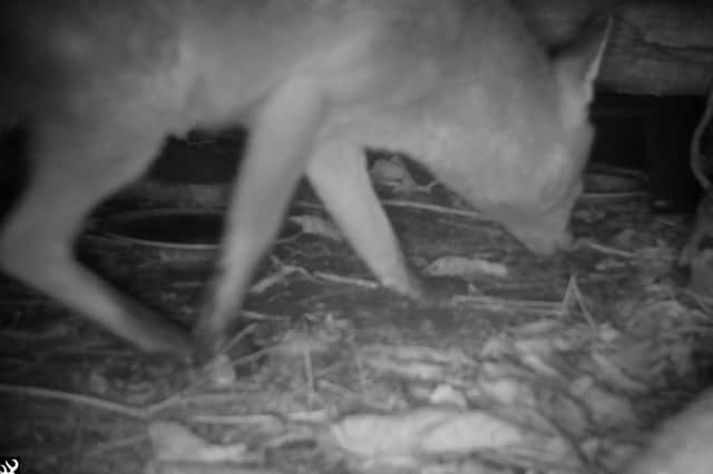 Dun Street's camera trap caught some amazing images, including this night footage of a fox.