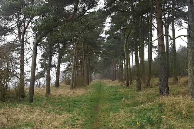 The Government has officially backed a 30-year project to create a new ‘community forest’