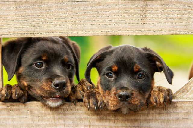 Dog owners in South Tyneside are subject to certain rules - and they are about to be renewed