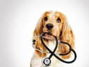 More than half of vets (52 per cent) said the number of clients reporting difficulty covering the cost of preventative veterinary care for their animal had increased compared to 2021 (photo: Adobe)