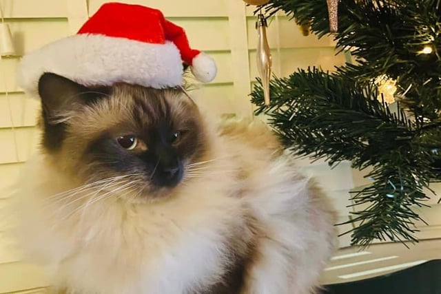 Reggie looks the part in his Santa Paws hat.