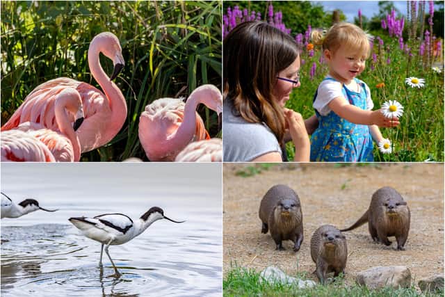 Washington Wetland Centre on Wearside plans to re-open on  Monday, April 12. Pictures from WWT.
