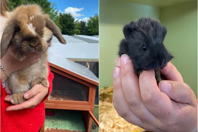 Sweetcorn the rabbit was rescued by Heather after suffering an injury to its eye. Alongside Sweetcorn is one of 45 guinea pigs taken in by the RSPCA.