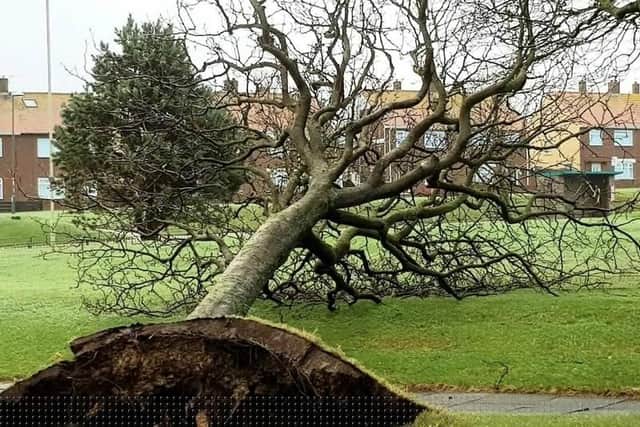 An uprooted tree at Marsden Lane in South Shields. 

Picture: Electrolaze Electricians.