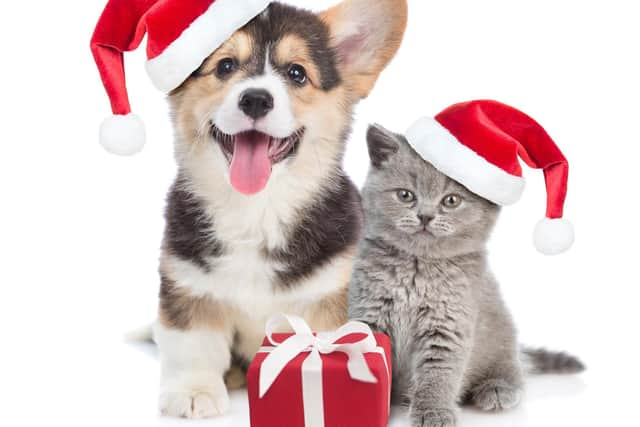 Be mindful of the festive traditions that could put our pets in harm’s way (photo: Adobe)