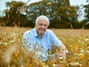 Sir David Attenborough says nature in the British Isles can be as dramatic and spectacular as anything else he’s seen across the world