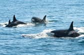 The animals have not been spotted near the Farne Islands for over 40 years. 