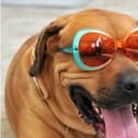 With lots of myths and misconceptions for pet owners, experts at global pet brand PetSafe® debunk eight of the most common when it comes to keeping our dogs happy, hydrated and healthy when it’s hot.
