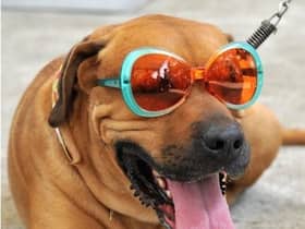 With lots of myths and misconceptions for pet owners, experts at global pet brand PetSafe® debunk eight of the most common when it comes to keeping our dogs happy, hydrated and healthy when it’s hot.