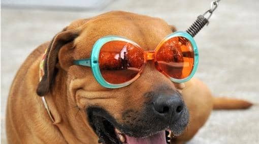 With lots of myths and misconceptions for pet owners, experts at global pet brand PetSafe® debunk eight of the most common when it comes to keeping our dogs happy, hydrated and healthy when it’s hot.