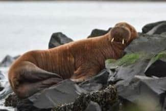 Freya the walrus on her visit to Seahouses. Picture: Jake Bates