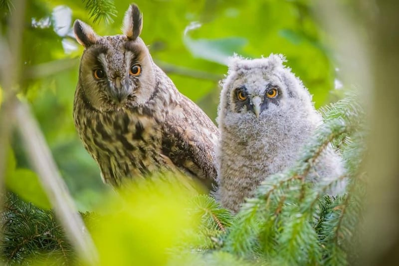 A long-eared mother owl and her owlet stop for a photograph. Hello!