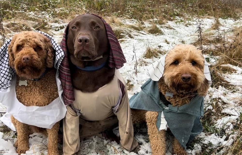 Shepherds Ted, Chip and Eric