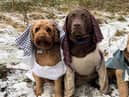 Shepherds Ted, Chip and Eric