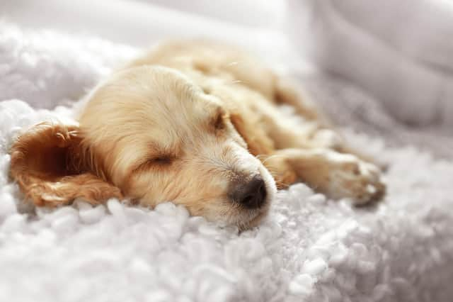 Experts have revealed the benefits of pets sleeping on the bed