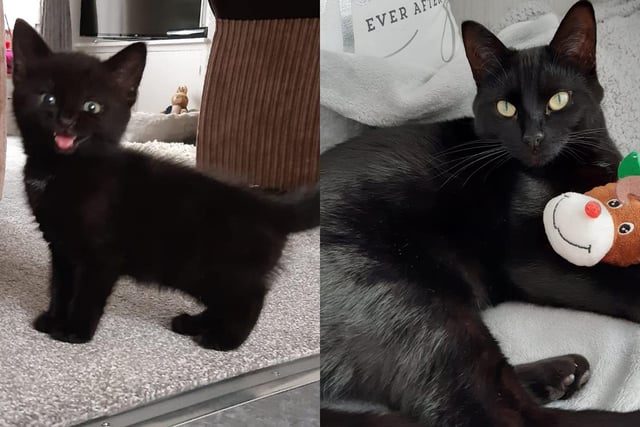 What a smile! Minnie at 8 weeks, left, and almost aged 2, right.