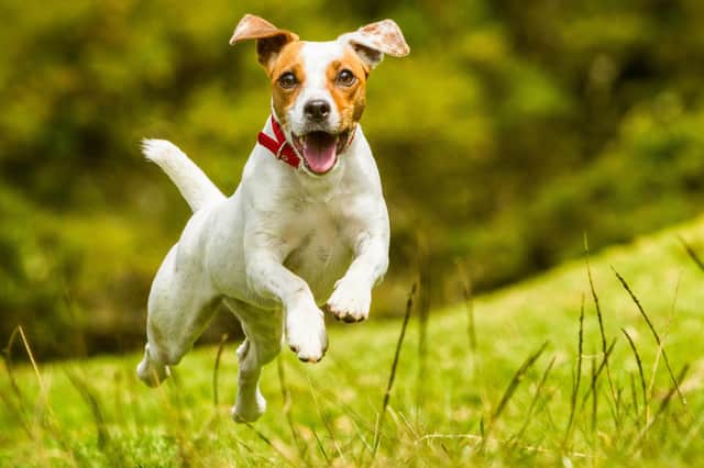 Jack Russell terrier named after the breeds original breeder, named Reverend John Russell (photo: Adobe)