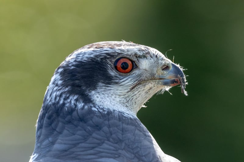 James Lowery photographed this stunning Goshawk, and goodness it is a stunning photo!