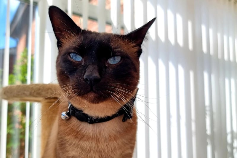 Samantha Jane Suffield said: "I rescued Chester last May from Spain after losing my other Siamese in October 2019 from antifreeze poisoning. Chester's filled a huge hole that he left behind.”
