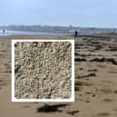 Maggots have been spotted on the beach at Whitburn and Seaburn in recent days