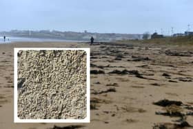 Maggots have been spotted on the beach at Whitburn and Seaburn in recent days