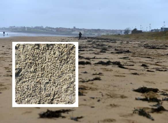 Maggots have been spotted on the beach at Whitburn and Seaburn in recent days