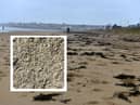 Maggots have been spotted on the beach at Whitburn and Seaburn in recent days