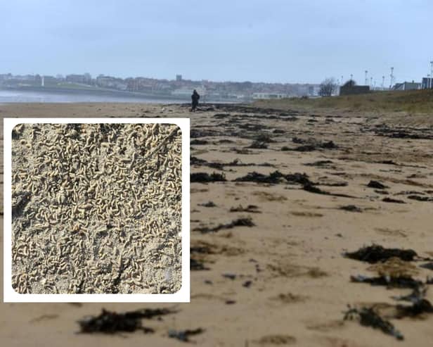 Maggots have been spotted on the beach at Whitburn and Seaburn in recent days