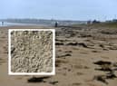 Maggots have been spotted on the beach at Whitburn and Seaburn in recent days
