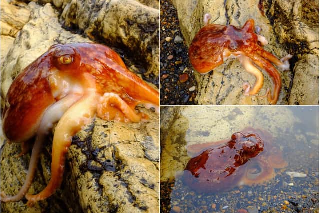 The octopus which was found at Blackhall Rocks.