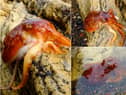 The octopus which was found at Blackhall Rocks.