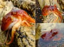 The octopus which was found at Blackhall Rocks.
