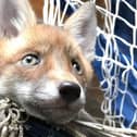 An RSPCA image of a fox caught in netting.