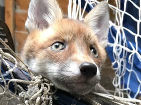 An RSPCA image of a fox caught in netting.