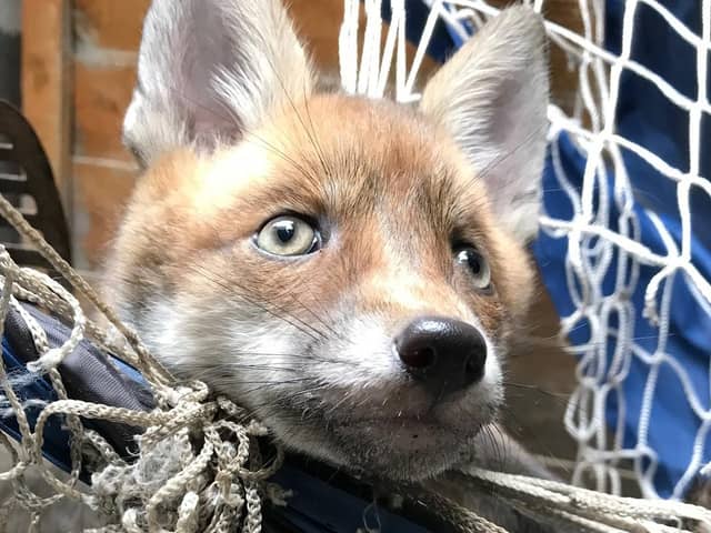 An RSPCA image of a fox caught in netting.