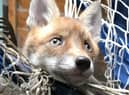 An RSPCA image of a fox caught in netting.