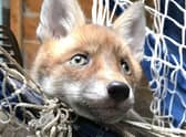 An RSPCA image of a fox caught in netting.