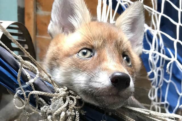 An RSPCA image of a fox caught in netting.