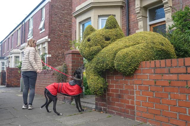 The impressive cat hedge in North Shields
