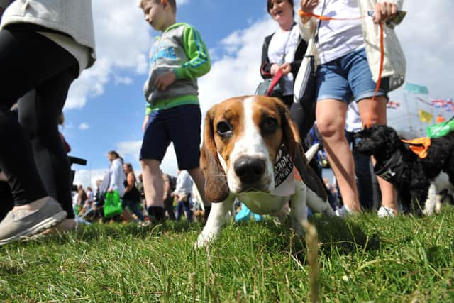 Great North Dog Walk competitors taking part in a previous event held on The Leas, South Shields.