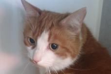 Two and a half year old female Rusty is slightly nervous about being in a shelter environment, however can be very affectionate.