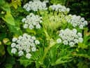 This toxic plant is harmful to humans, as its chemicals can cause significant wounds to the skin. While for some, it is just a burning sensation, for others, it can cause permanent scars. This is why giant hogweed is considered illegal and the fines can go up to £5,000. They can be recognised by their large white flowers and towering height.