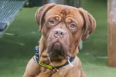 Beautiful Meeko is a two-year-old Dogue de Bourdeaux searching for an adult-only home with confident owners who have experience with large breeds. This friendly and  playful boy loves car trips, walks, and plenty of affection. He enjoys the company of other dogs when out on walks, but would need to be the only dog in the home. He can be a worried soul, so quiet walks away from the hustle and bustle are best for him. He enjoys snuggling up on the sofa with his favourite people and doesn’t care much about personal space! For more information about Meeko visit: Meeko https://www.dogstrust.org.uk/rehoming/dogs/dogue-de-bordeaux/3555561