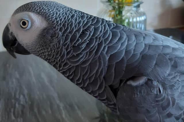 Cheeky Mac poses for a photo. Picture: Allison St Clair.
