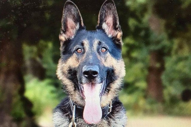 This handsome dog is part of the Bedfordshire, Cambridgeshire and Hertfordshire Dog Unit