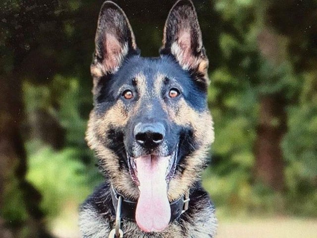 This handsome dog is part of the Bedfordshire, Cambridgeshire and Hertfordshire Dog Unit