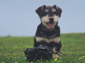A pet portrait session will help raise funds for Hospitality and Hope.