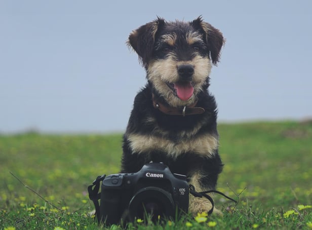 A pet portrait session will help raise funds for Hospitality and Hope.