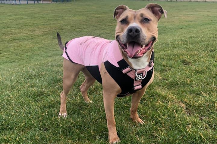 A big smile from Nova, enjoying the walk.