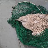 The RSPCA saved a baby seagull from a Newcastle tall building and reunited it with its parents